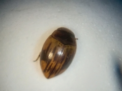Nectoporus congruus