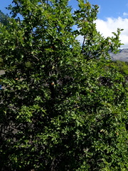 Nothofagus alpina