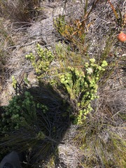 Campylostachys cernua