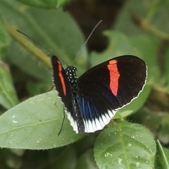 Heliconius erato cyrbia