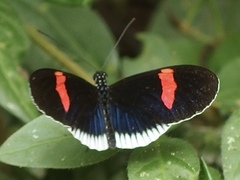 Heliconius erato cyrbia