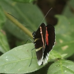 Heliconius erato cyrbia