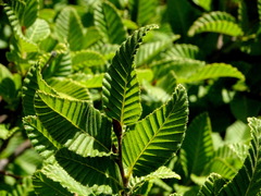 Nothofagus alpina
