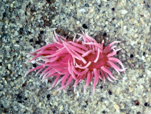 Hopkins' Rose Nudibranch, San Diego County, CA, USA, photo 10 of 10