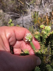 Campylostachys cernua