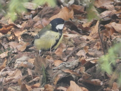 Parus major