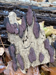 Hypoxylon fuscopurpureum