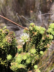 Campylostachys cernua