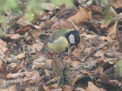 Parus major