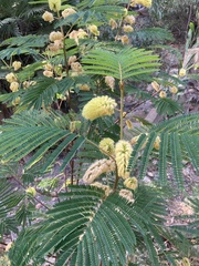 Paraserianthes
