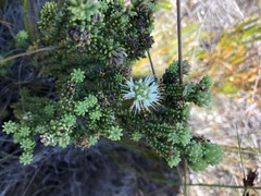 Campylostachys cernua