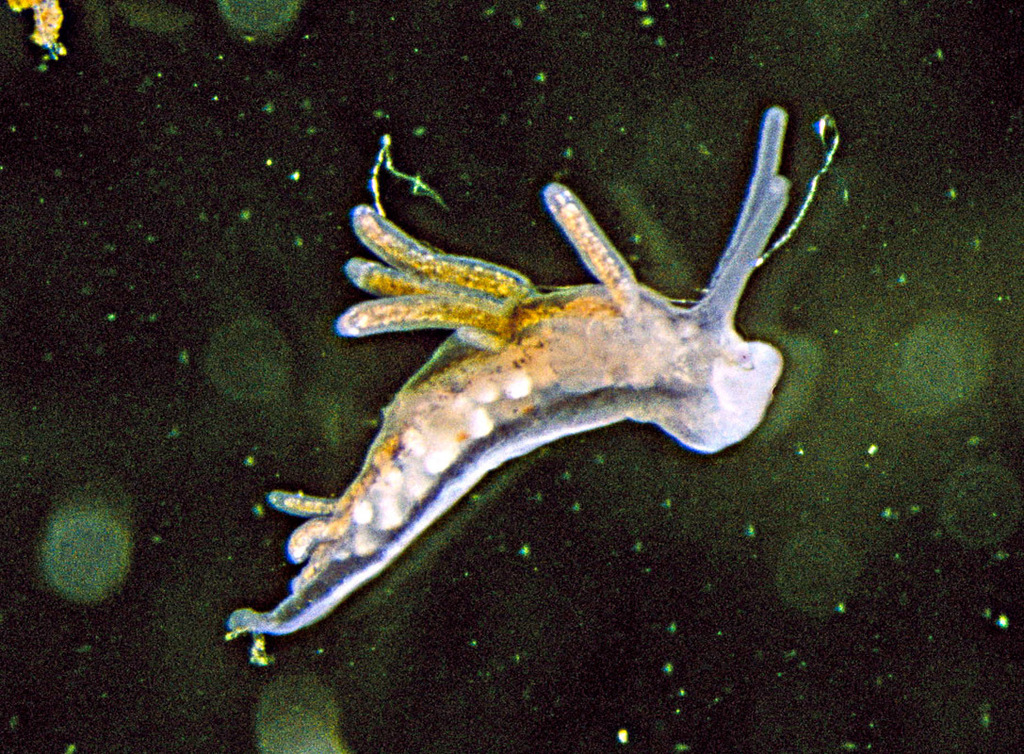 Lagoon Sea Slug