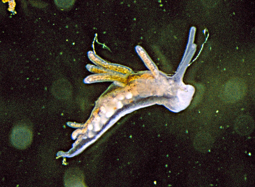 Lagoon Sea Slug