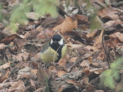 Parus major