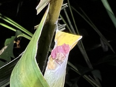 Epicadus taczanowskii