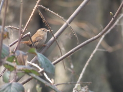 Troglodytes troglodytes