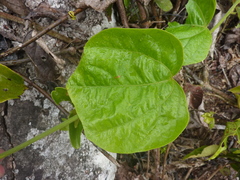 Passiflora auriculata