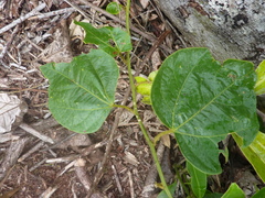 Passiflora auriculata