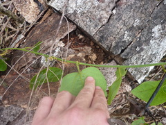Passiflora auriculata