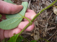 Passiflora auriculata