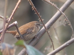 Troglodytes troglodytes