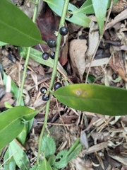 Sarcococca longipetiolata