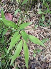 Sarcococca longipetiolata