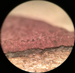Hypoxylon fuscopurpureum