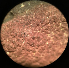 Hypoxylon fuscopurpureum