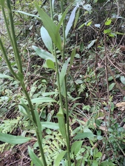 Sarcococca longipetiolata