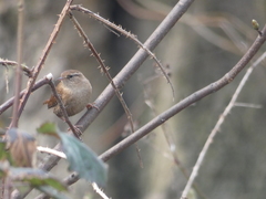 Troglodytes troglodytes