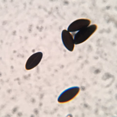 Hypoxylon fuscopurpureum