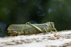 Tropidacris cristata grandis