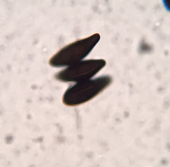 Hypoxylon fuscopurpureum