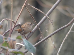 Troglodytes troglodytes