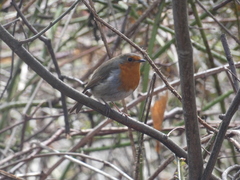 Erithacus rubecula