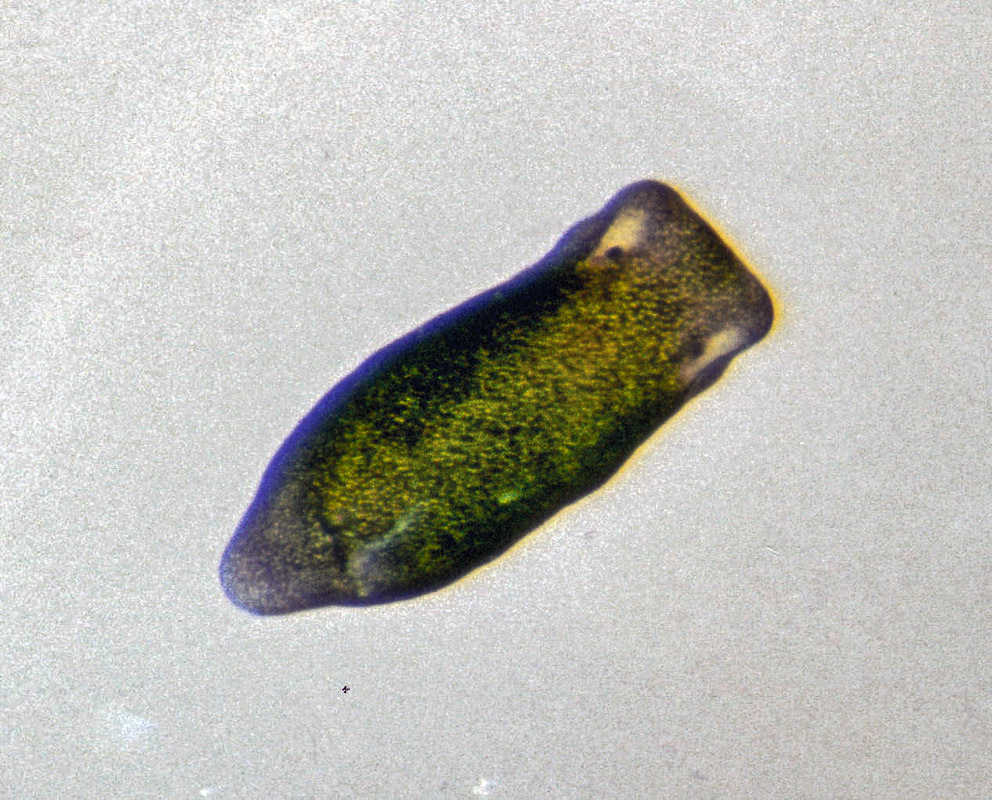 Flat Limapontia