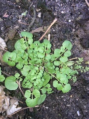 Cardamine hirsuta