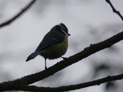 Cyanistes caeruleus