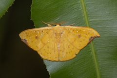Tridrepana fulvata