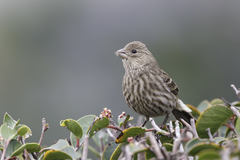 House Finch photo 2