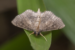 Protonoceras