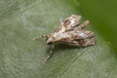 Paracataclysta fuscalis