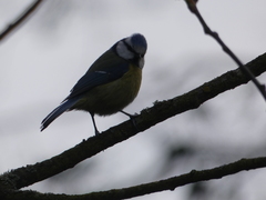 Cyanistes caeruleus