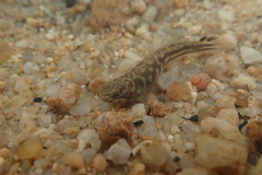 Mugilogobius abei