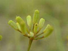 Bupleurum rigidum