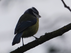 Cyanistes caeruleus