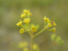 Bupleurum rigidum
