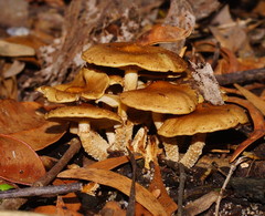 Pholiota squarrosipes
