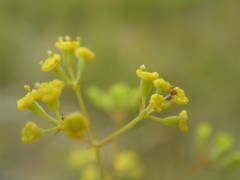 Bupleurum rigidum